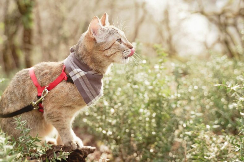 Kedi bir kase ile mi dolaşıyor?