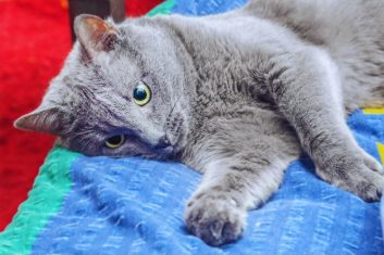 Kedi yatağa kızdı, nasıl temizlerim?