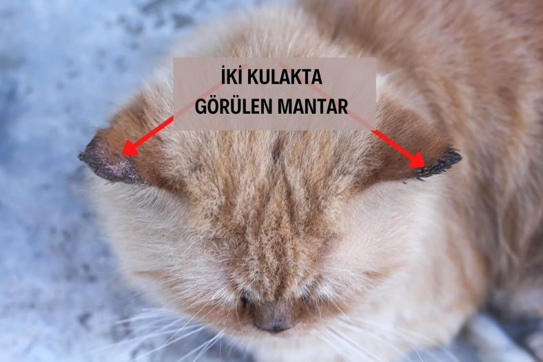Kedide kulak mantar