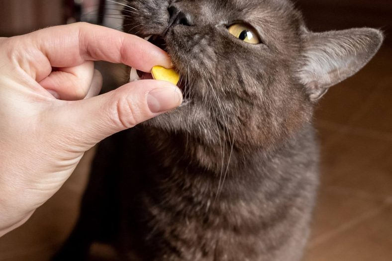 kediler b vitamini