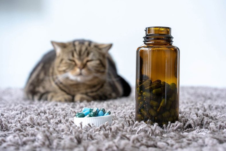 Kediler için C Vitamini