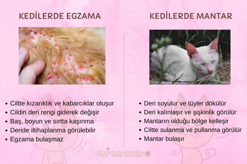 Kedilerde egzama ve mantar farkı