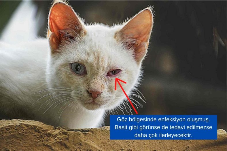kedilerde goz enfeksiyonu nedir