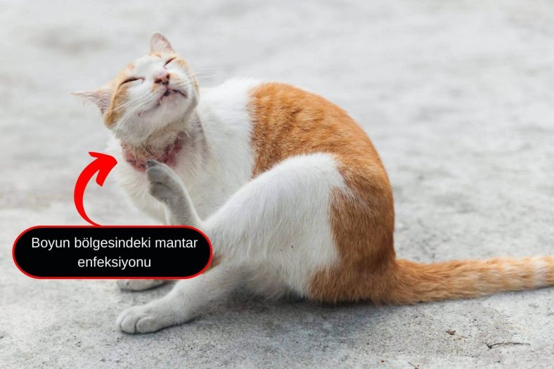 kedilerde mantar belirtileri