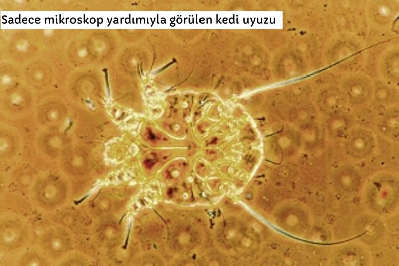 kedilerde uyuz belirtileri