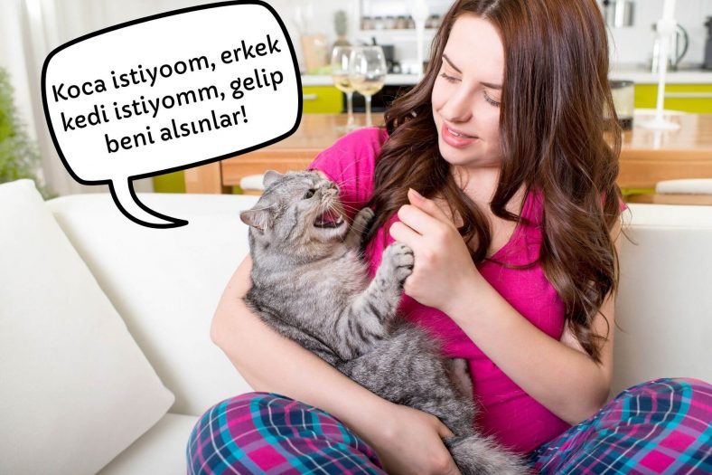 kedilerin idrar puskurtmeleri