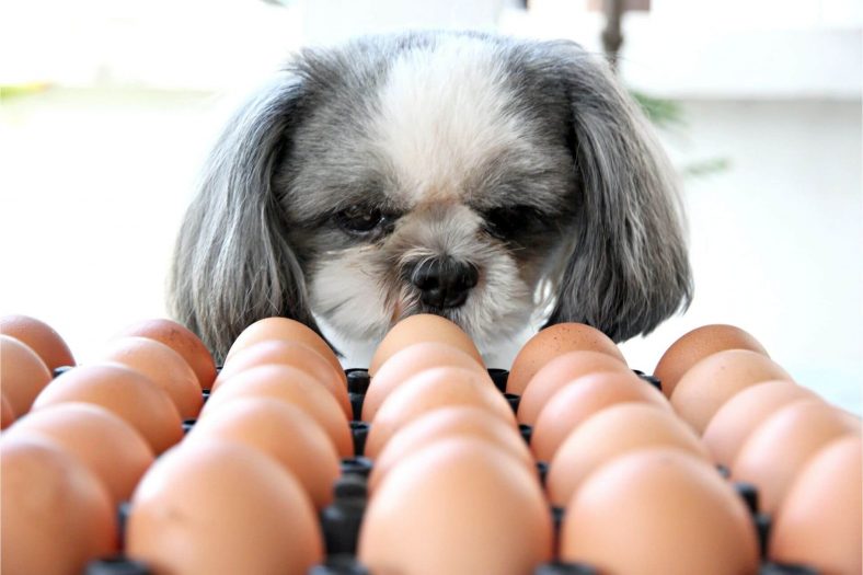 Köpek yumurta yemekten nasıl vazgeçer?