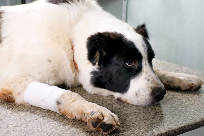 Köpekler neden ishal yapar?
