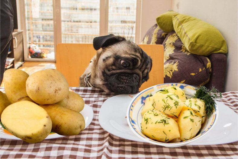 Köpekler nasıl patates yiyebilir?