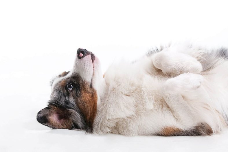 Köpeklerde epilepsi krizi