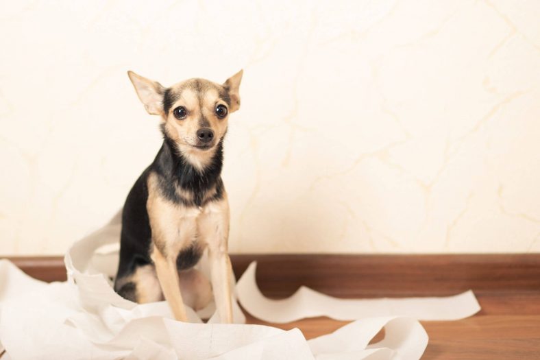 Köpeklerde kabızlık nasıl?