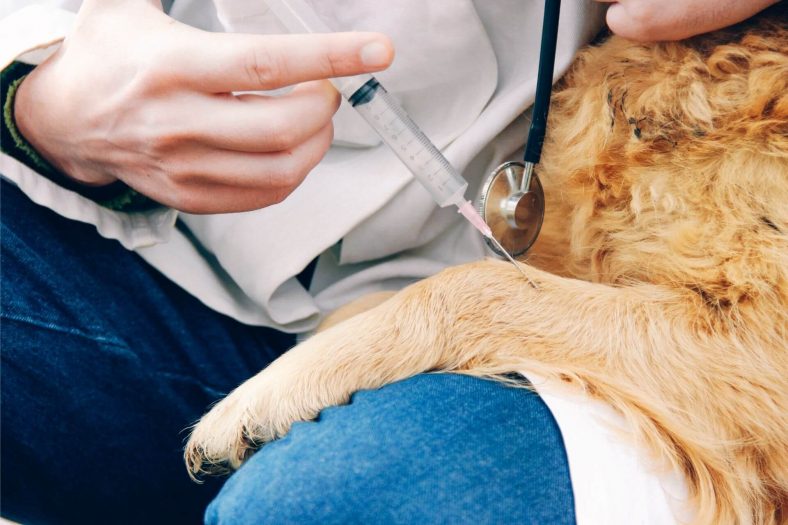 Köpeklerde kanlı ishale neden olur mu?