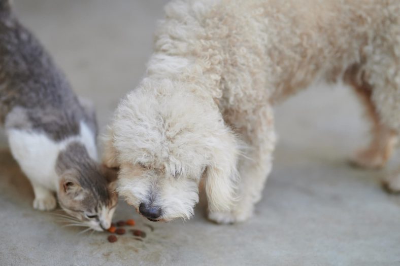kopeklere kedi mamasi verilir mi