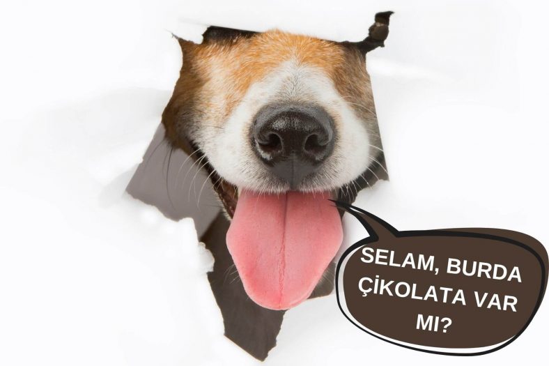 kopeklere neden cikolata verilmez