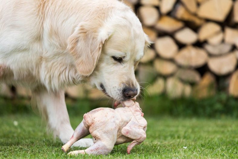 Köpeğe tavuk eti verilebilir mi?
