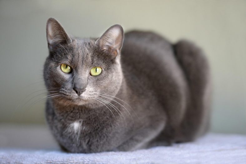 korat 1