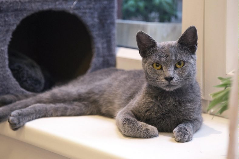 Korat