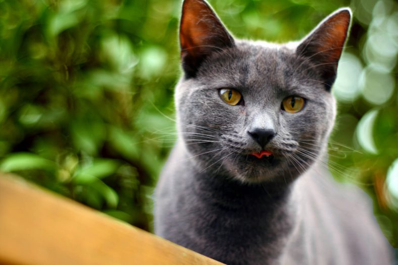 Korat