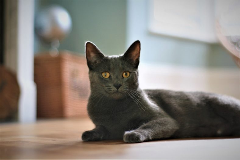 Korat