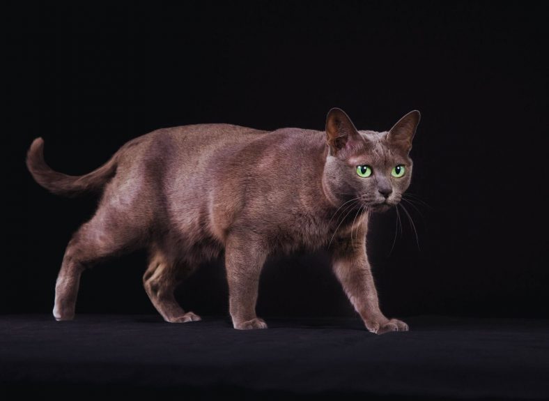 Korat