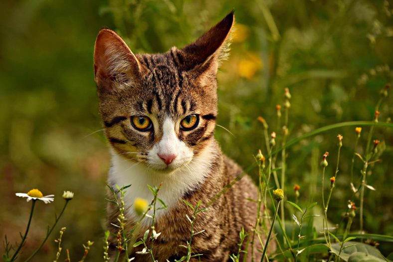 kulagini sese ceviren kedi