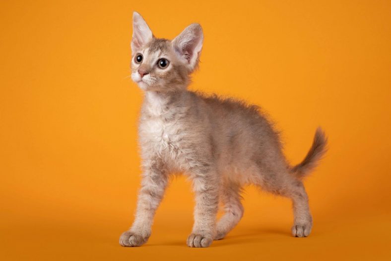 laperm kedi