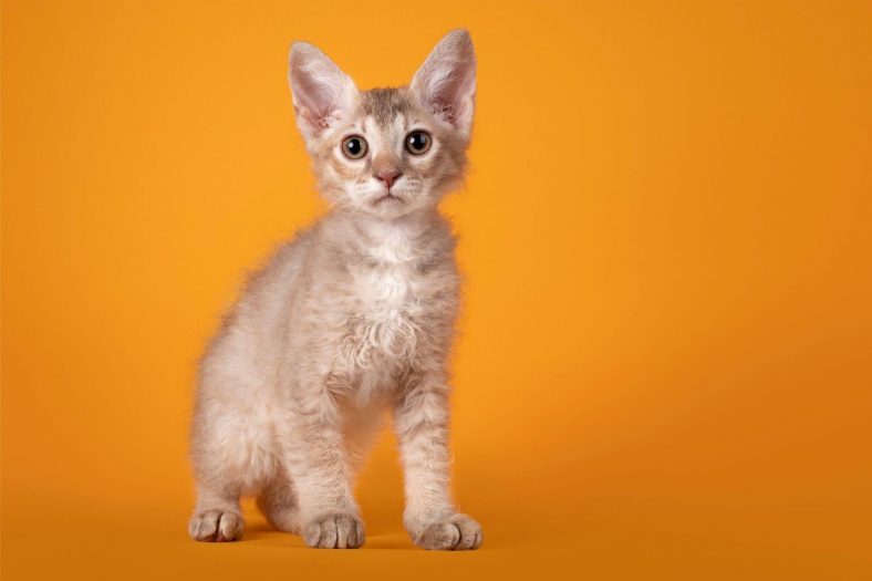 Laperm kedi cinsi