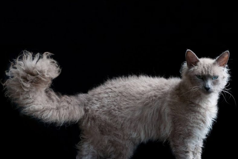 Laperm Cat tipi özellikler ve bakım