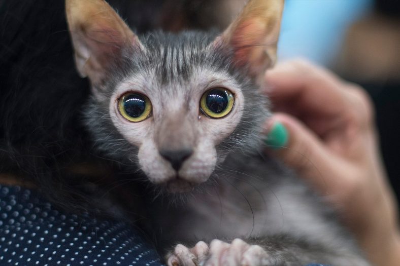 lykoi 1