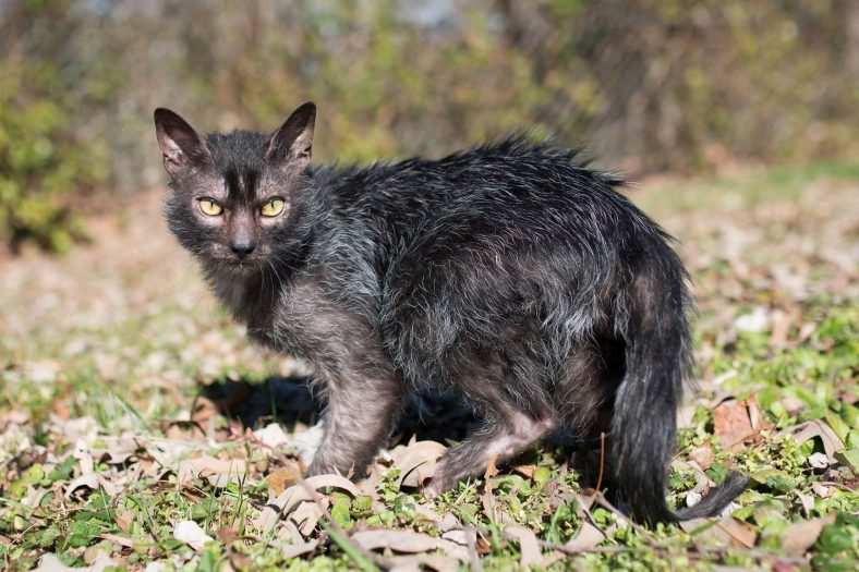 Lykoi