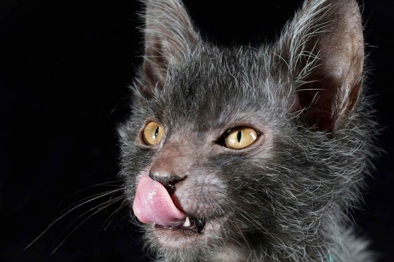 Lykoi