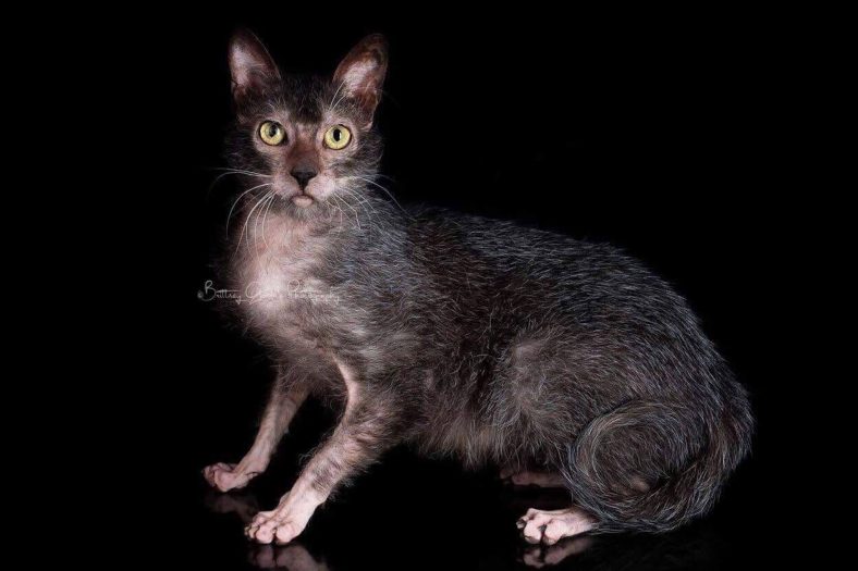 Lykoi
