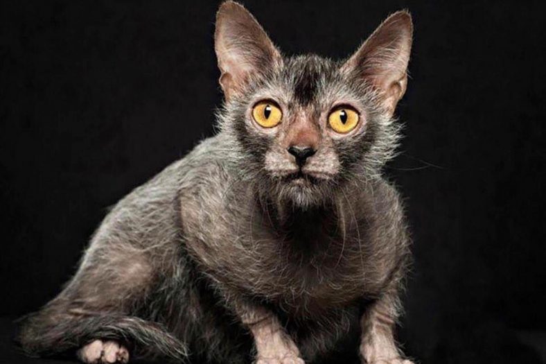 Lykoi