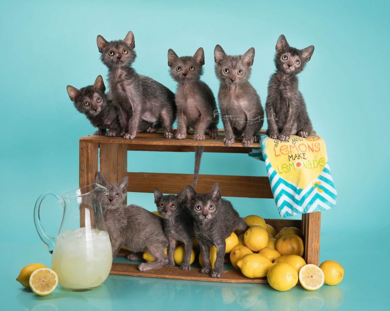 Lykoi