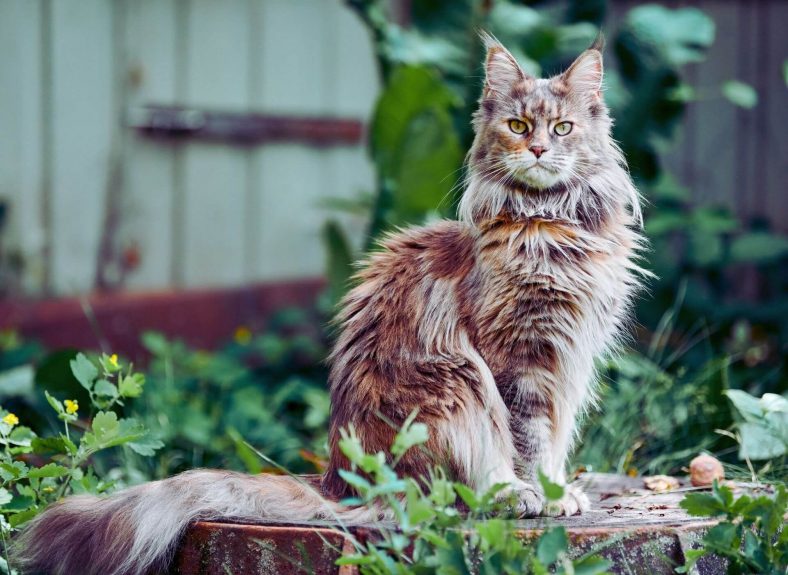 Maine Coon