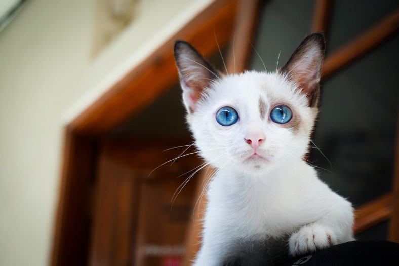 merakli kedi 1