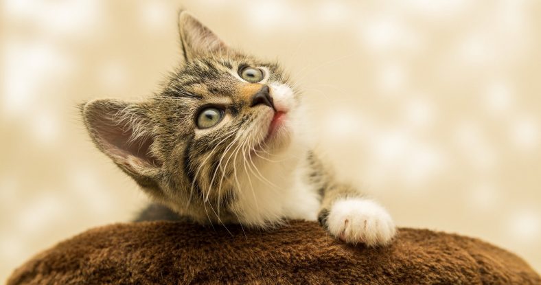 merakli kedi