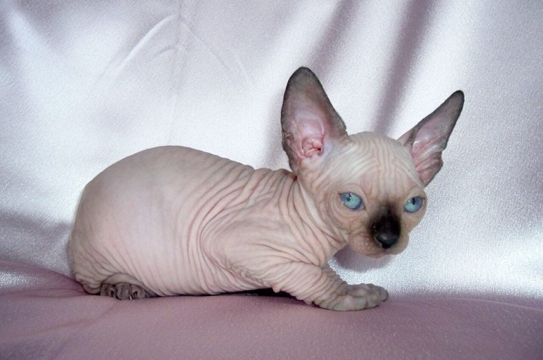 Minskin
