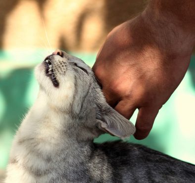 Yastıklı kedi