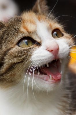 miyavlayan kedi