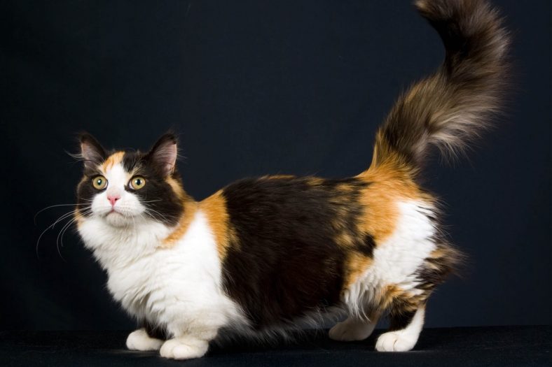 munchkin kedisi bakimi