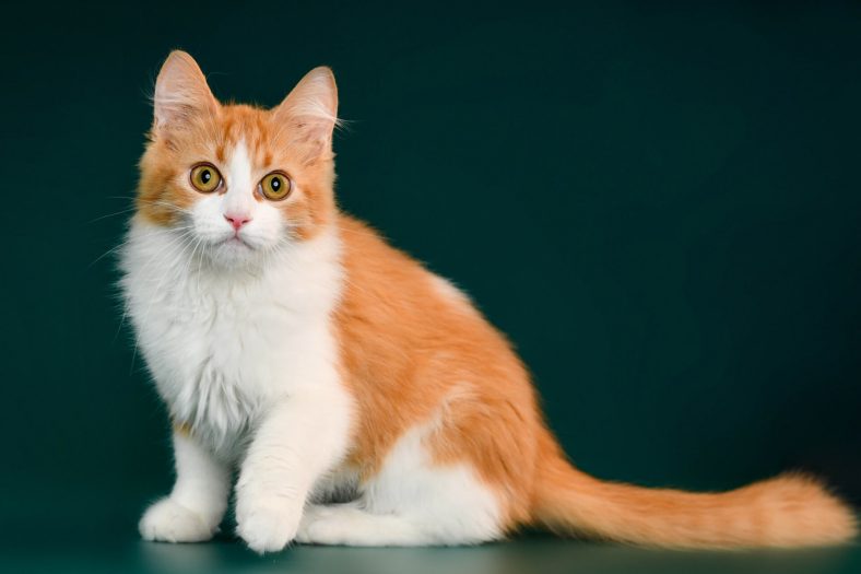 Munchkin Kedisi Fiziksel Özellikleri