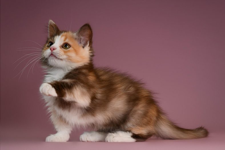 Munchkin Yavrusu
