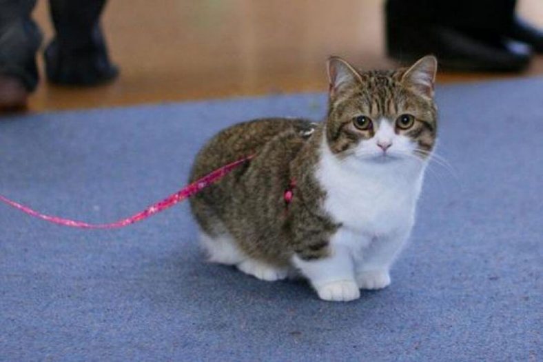 Napolyon Kedi