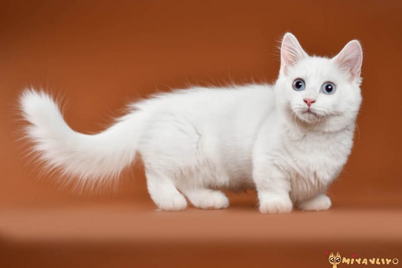 napolyon kedi cinsi