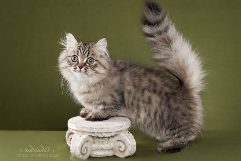 Napolyon Kedi