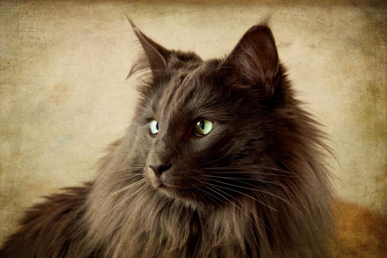 nebelung 1