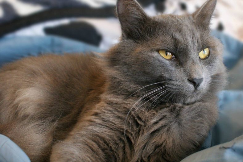 Nebelung