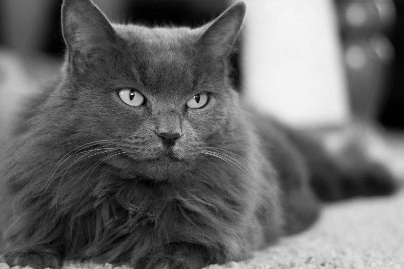 Nebelung