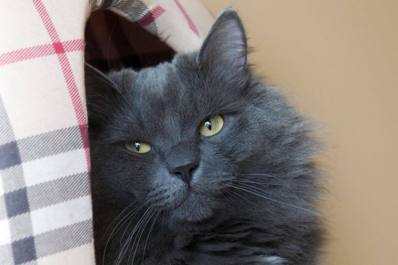 Nebelung